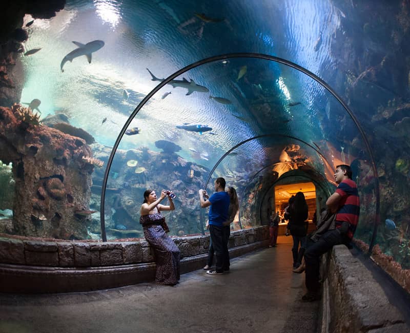 Shark Reef Aquarium at Mandalay Bay